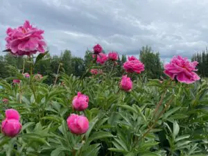 Beautiful pink flowers with green leaves