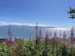 Beautiful flowers from mountain